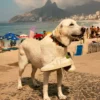 Urca Cwl White Pierre Kiwi Urca Cwl White Pierre Kiwi